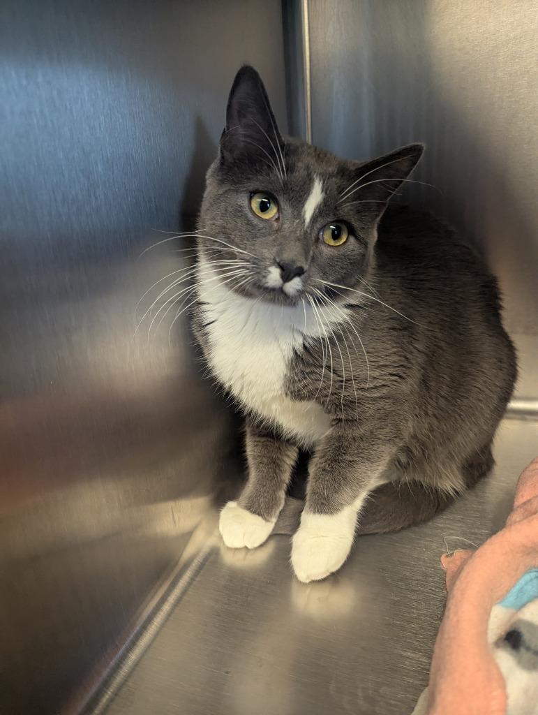 Enlarge Mandy, a Adoptable mixed breed in Barron, WI image 6/6