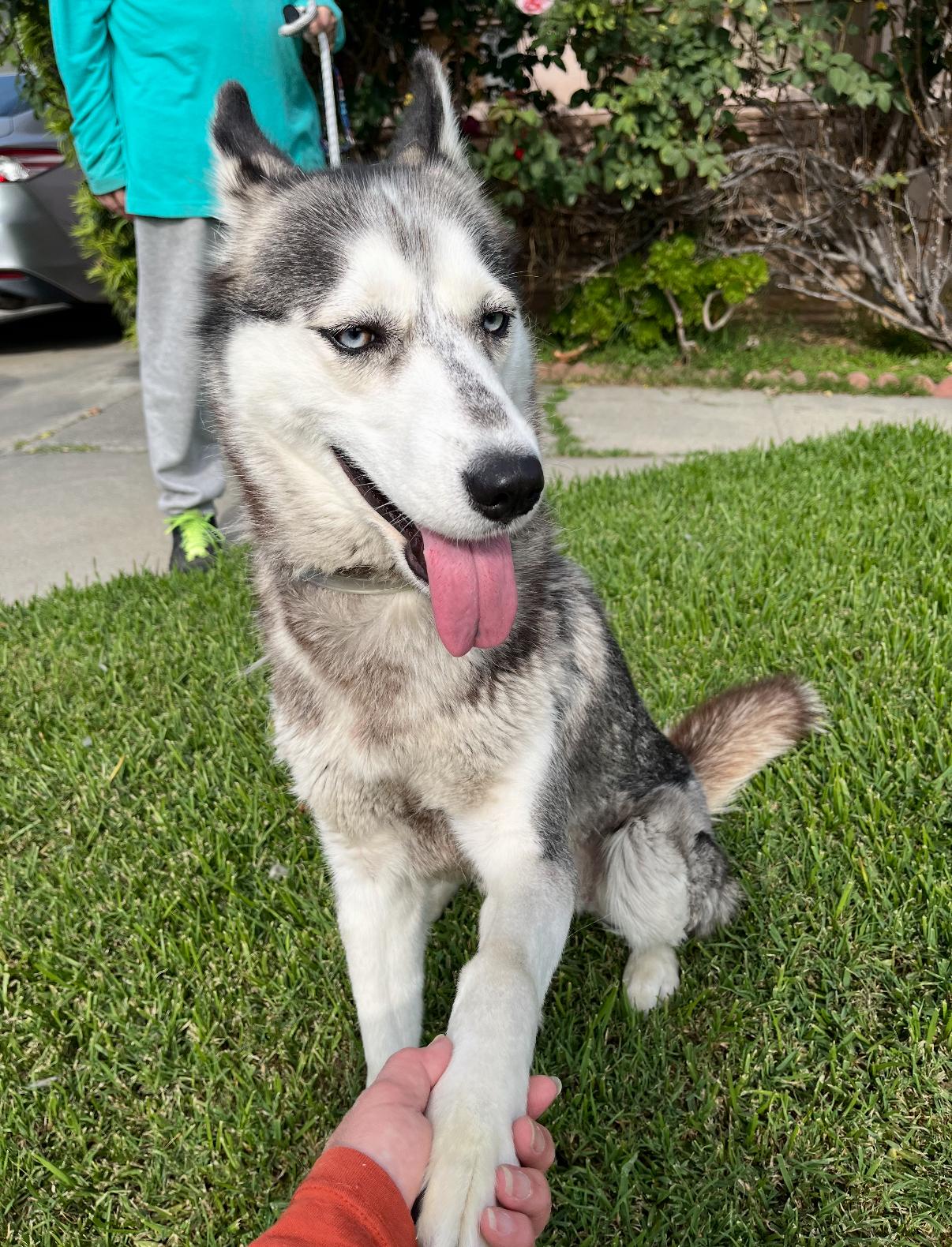 Sofie, an adoptable Pomsky in Tarzana, CA, 91356 | Photo Image 4