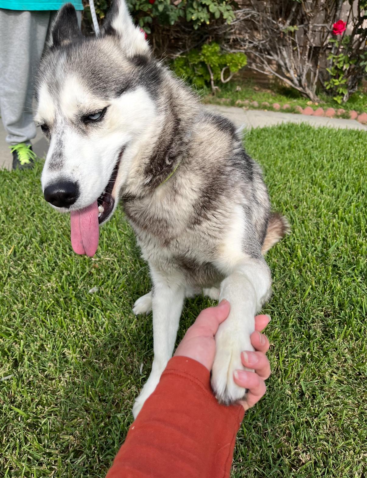 Sofie, an adoptable Pomsky in Tarzana, CA, 91356 | Photo Image 3
