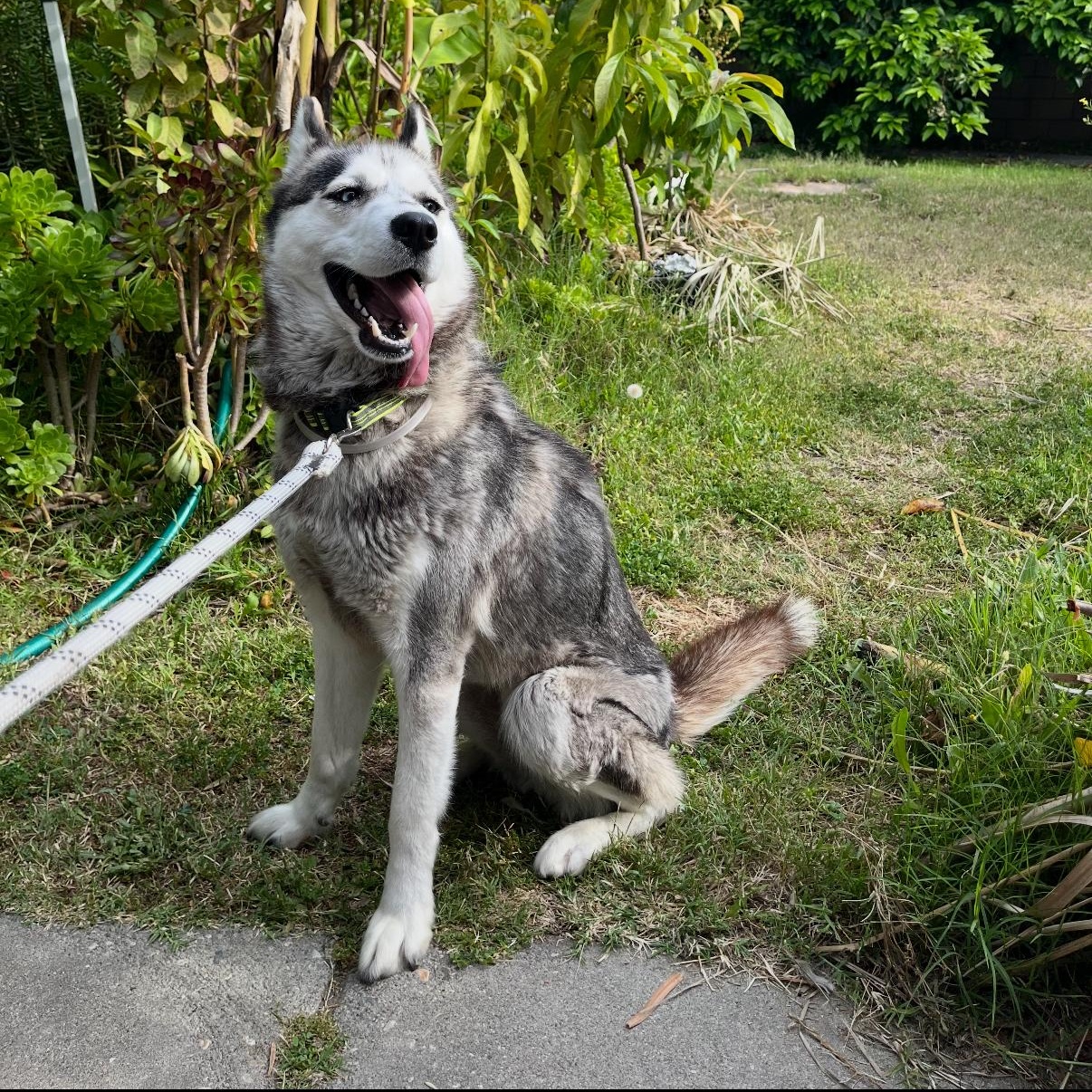 Sofie, an adoptable Pomsky in Tarzana, CA, 91356 | Photo Image 1