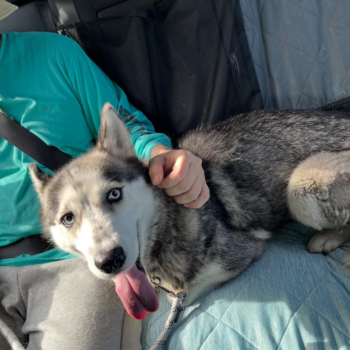 Sofie, an adoptable Pomsky in Tarzana, CA, 91356 | Photo Image 2