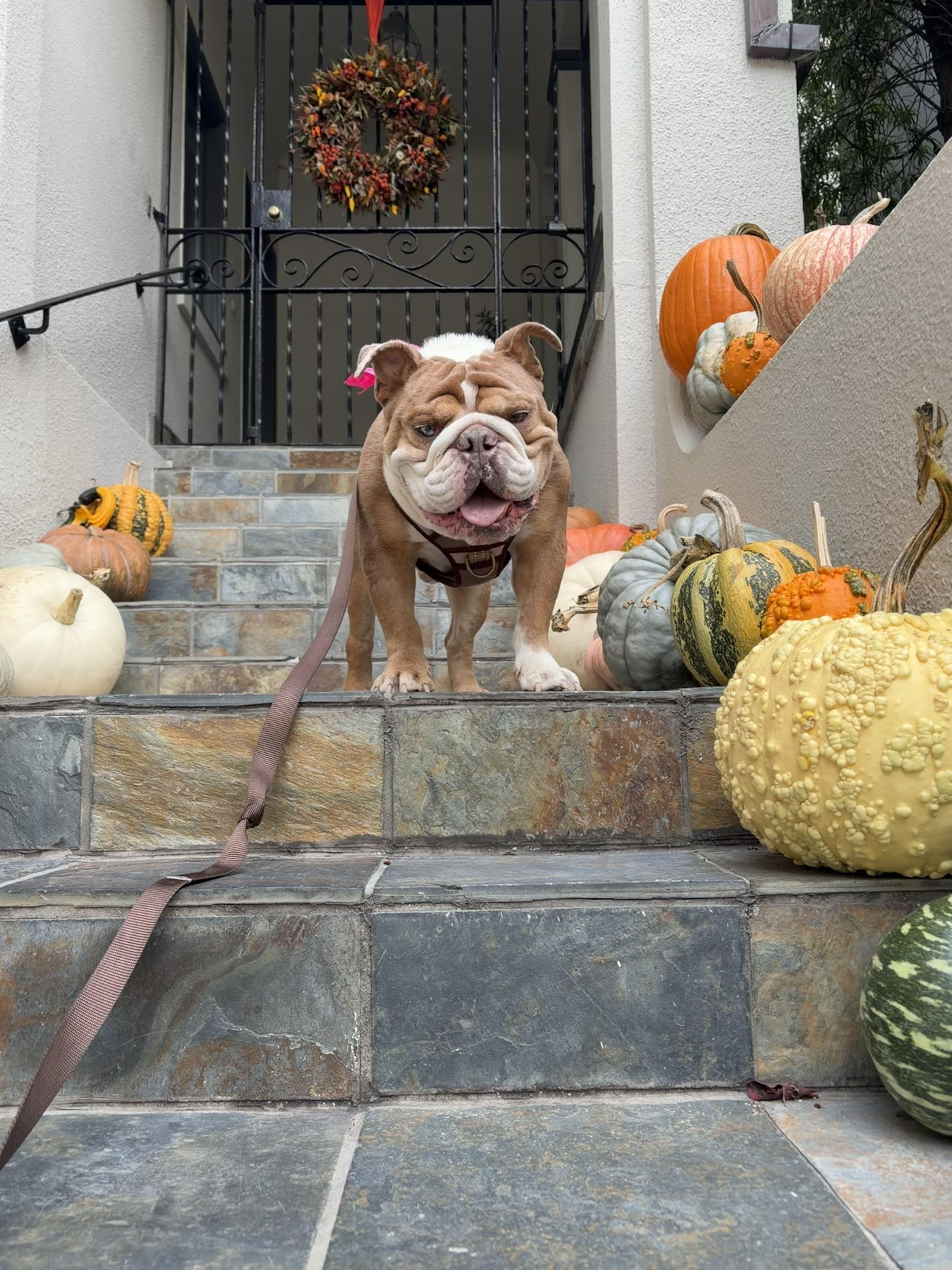 Papa, Adoptable, Adult Male English Bulldog.