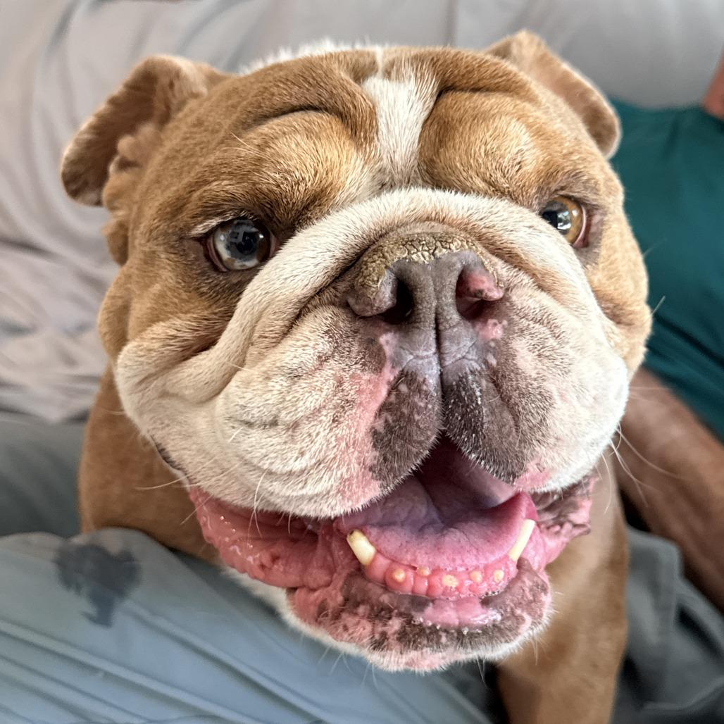 Enlarge Papa, a Adoptable English Bulldog in San Rafael, CA image 1/1
