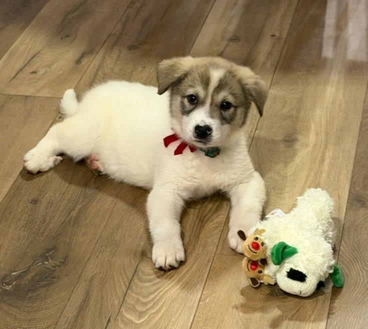 Enlarge Juliet, a ADOPTABLE mixed breed in Marengo, IL image 1/1