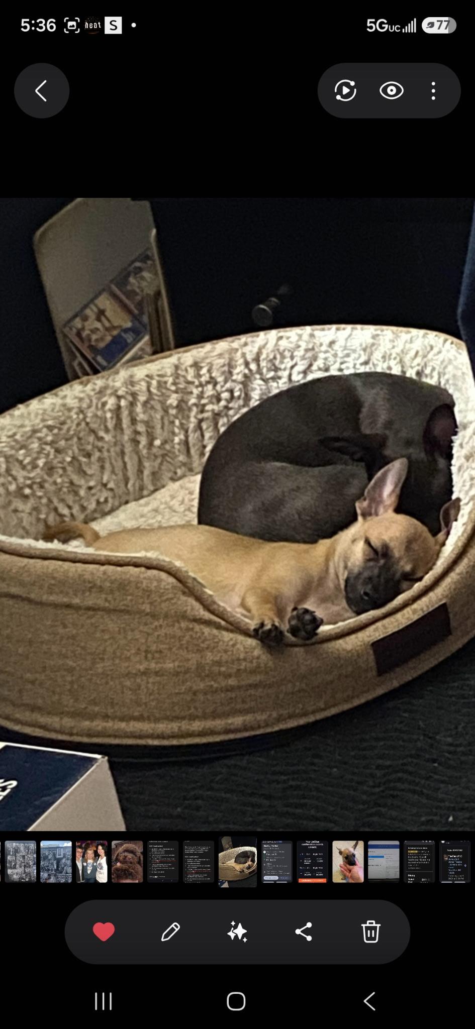 Milo, a ADOPTABLE Chihuahua in New York , NY image 3/5