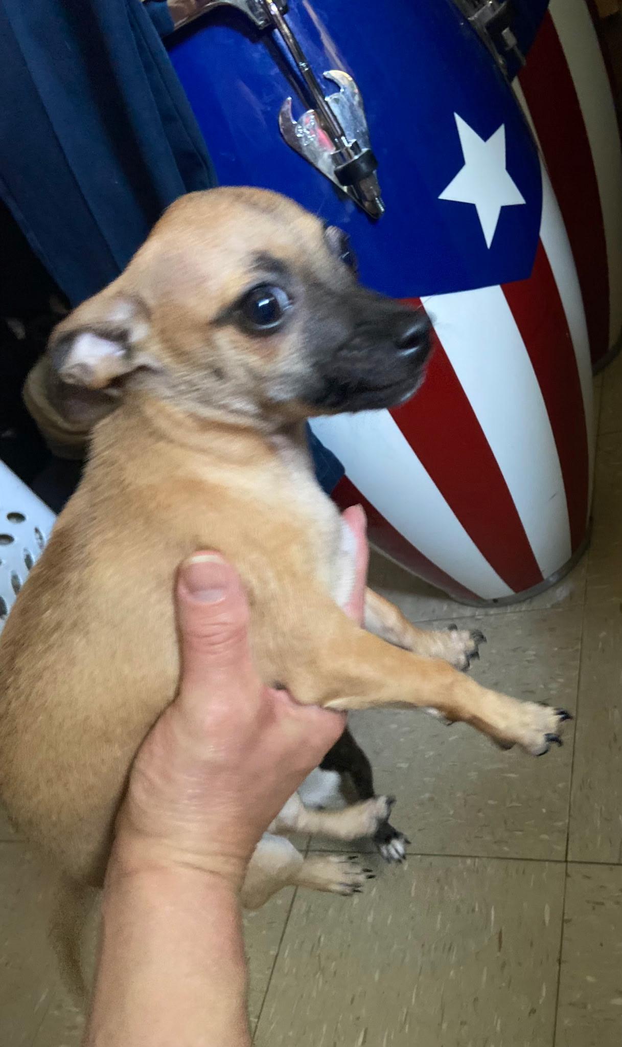 Milo, a ADOPTABLE Chihuahua in New York , NY image 5/5