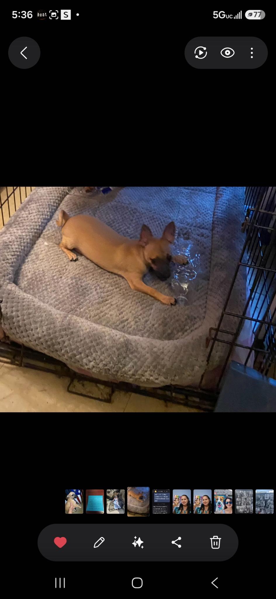 Milo, a ADOPTABLE Chihuahua in New York , NY image 2/5