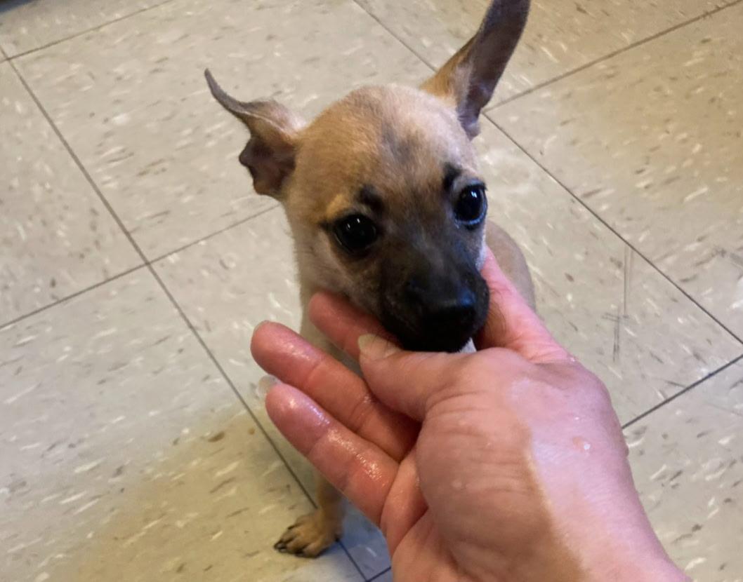 Milo, ADOPTABLE, Puppy Male Chihuahua.