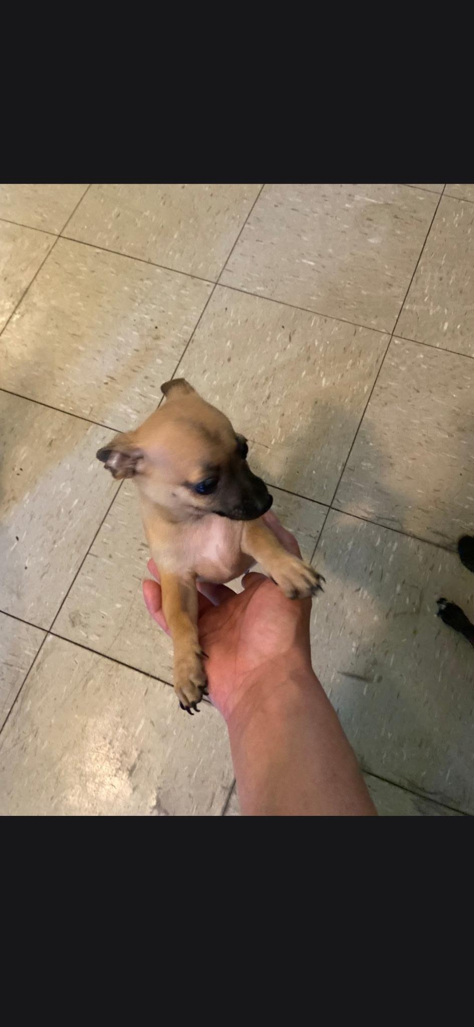 Milo, a ADOPTABLE Chihuahua in New York , NY image 4/5