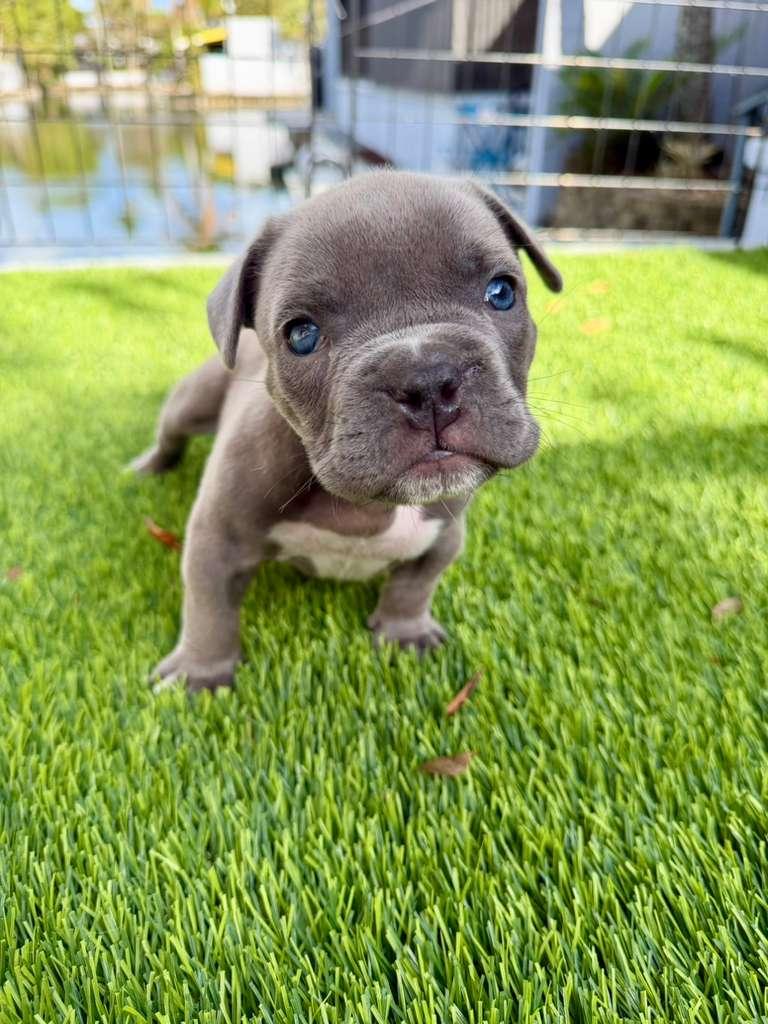 Juniper, adopted, Puppy Female American Bully.
