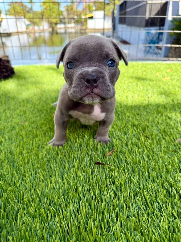 Juniper, an adopted American Bully in Sunrise, FL image 2/2