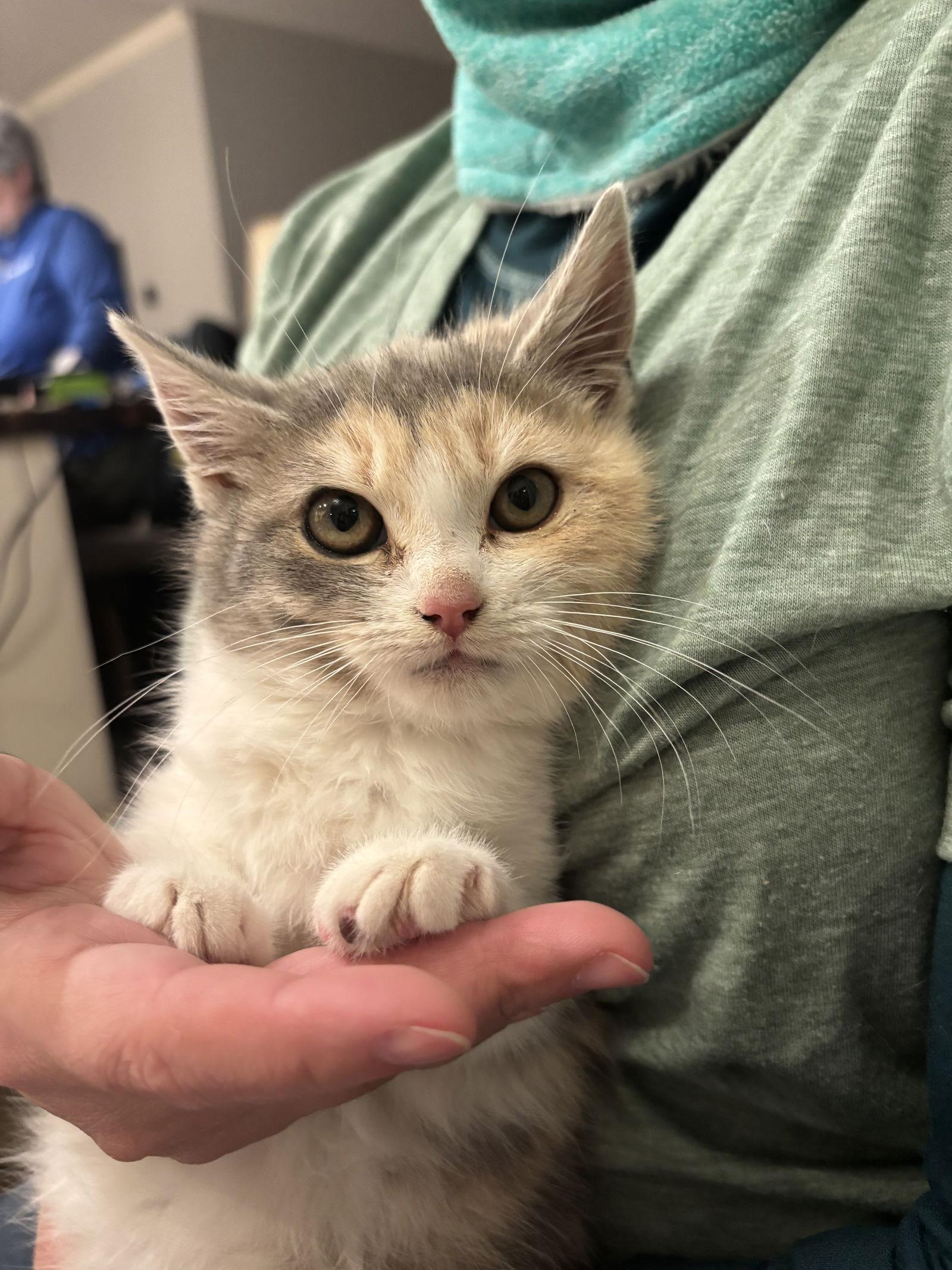 Conduit, Adopted, Young Female Domestic Short Hair.