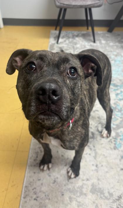 Enlarge Loki, a Adoptable mixed breed in Cincinnati, OH image 1/3