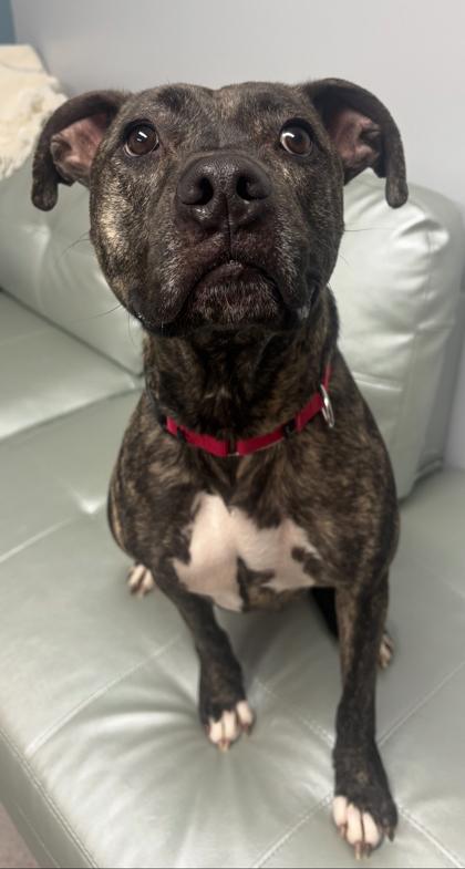 Loki — thumbnail 2