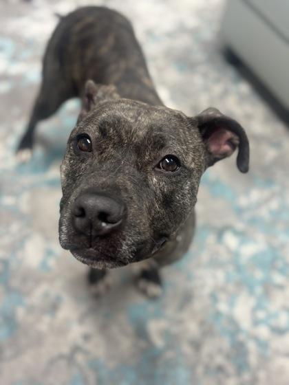 Enlarge Loki, a Adoptable mixed breed in Cincinnati, OH image 3/3