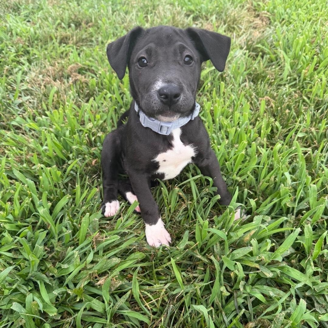 Remi, a Adoptable mixed breed in Colonial Heights, VA image 2/2