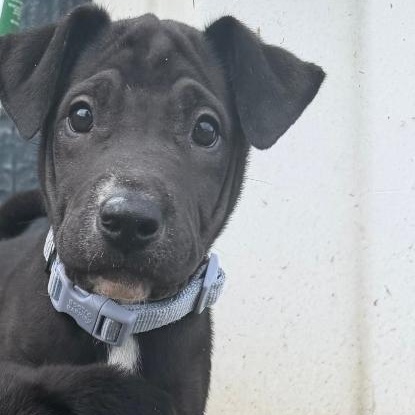 Remi, a Adoptable mixed breed in Colonial Heights, VA image 1/2