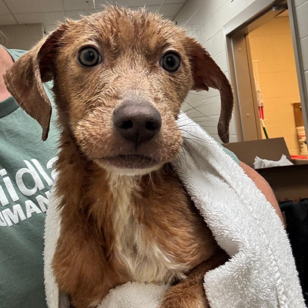 Goose, Adoptable, Young Male Mixed Breed.