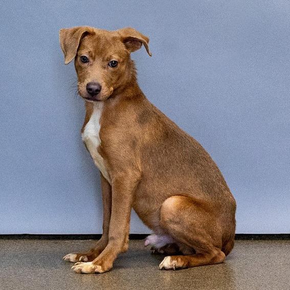 Enlarge Goose, a Adoptable Mixed Breed in Council Bluffs, IA image 2/6