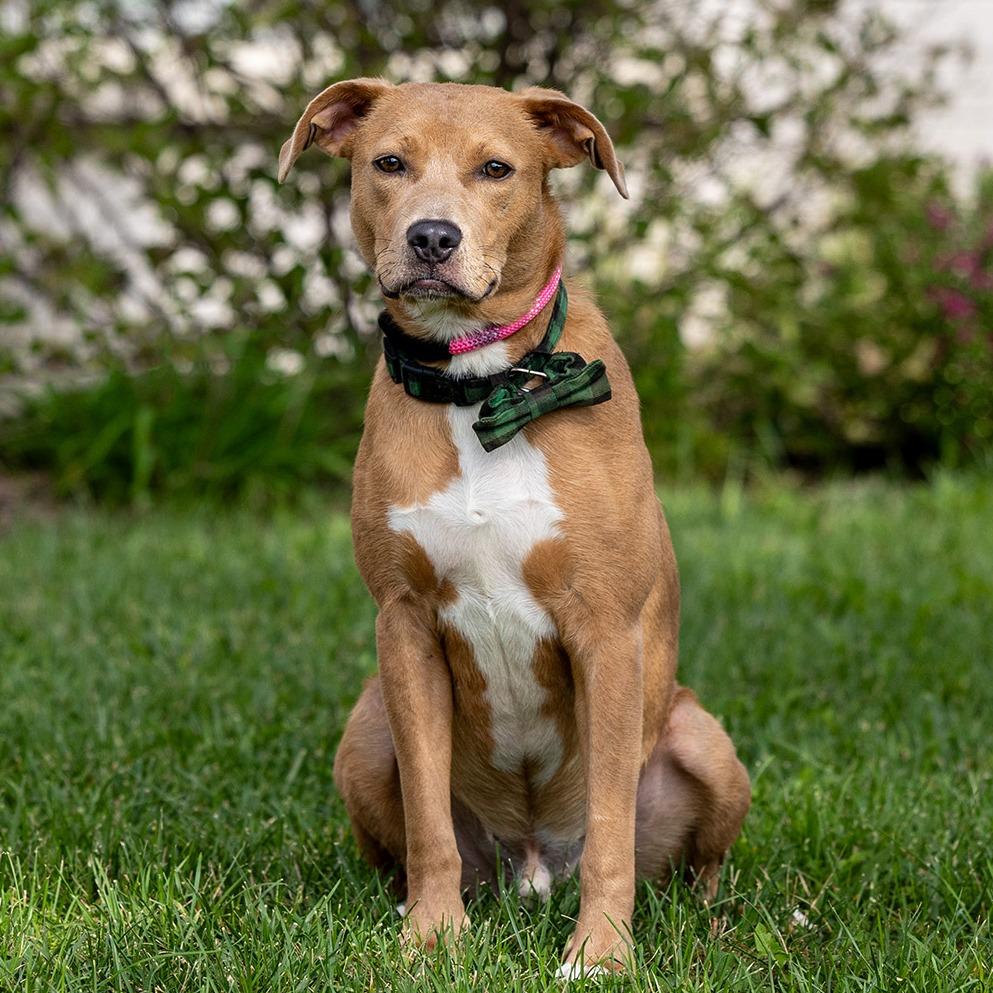 Enlarge Goose, a Adoptable Mixed Breed in Council Bluffs, IA image 3/6