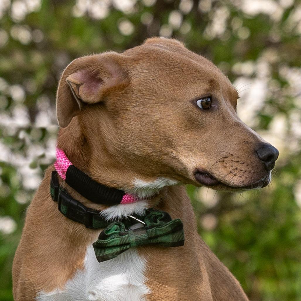 Enlarge Goose, a Adoptable Mixed Breed in Council Bluffs, IA image 4/6