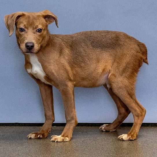 Enlarge Goose, a Adoptable Mixed Breed in Council Bluffs, IA image 5/6