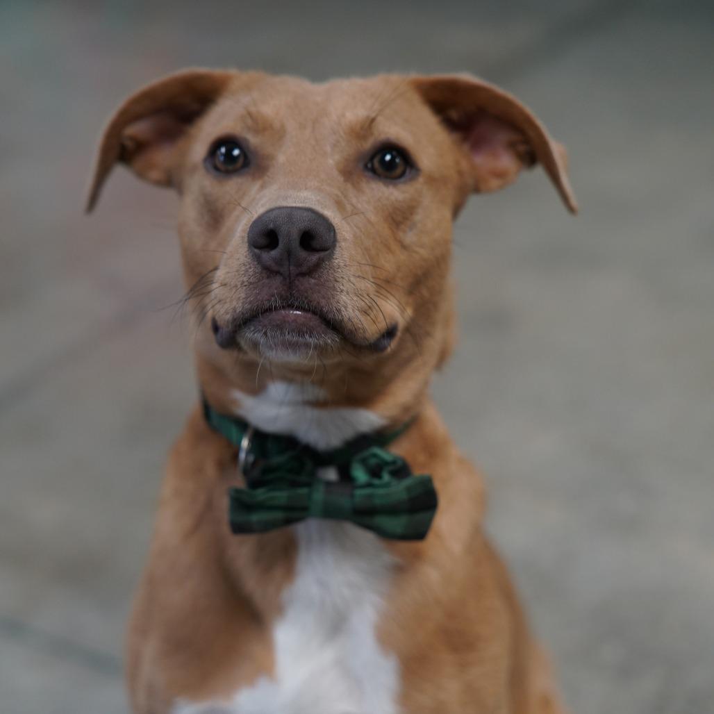 Enlarge Goose, a Adoptable Mixed Breed in Council Bluffs, IA image 6/6