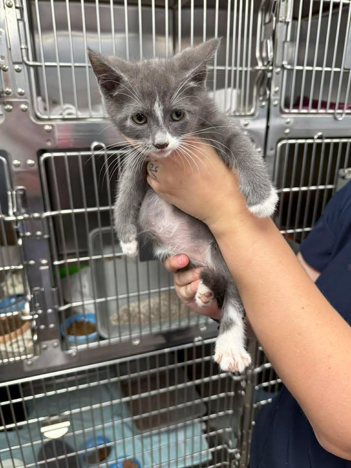 Sneaky, Adoptable, Kitten Female Domestic Short Hair.