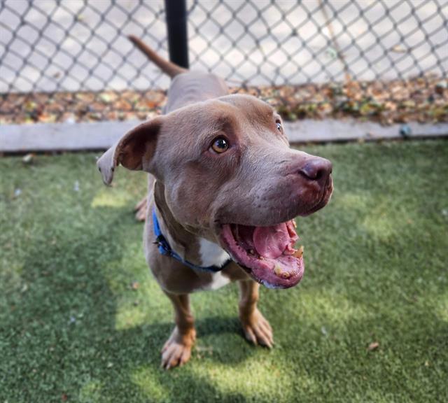 Enlarge RORY, a Adoptable Pit Bull Terrier in Minneapolis, MN image 1/1