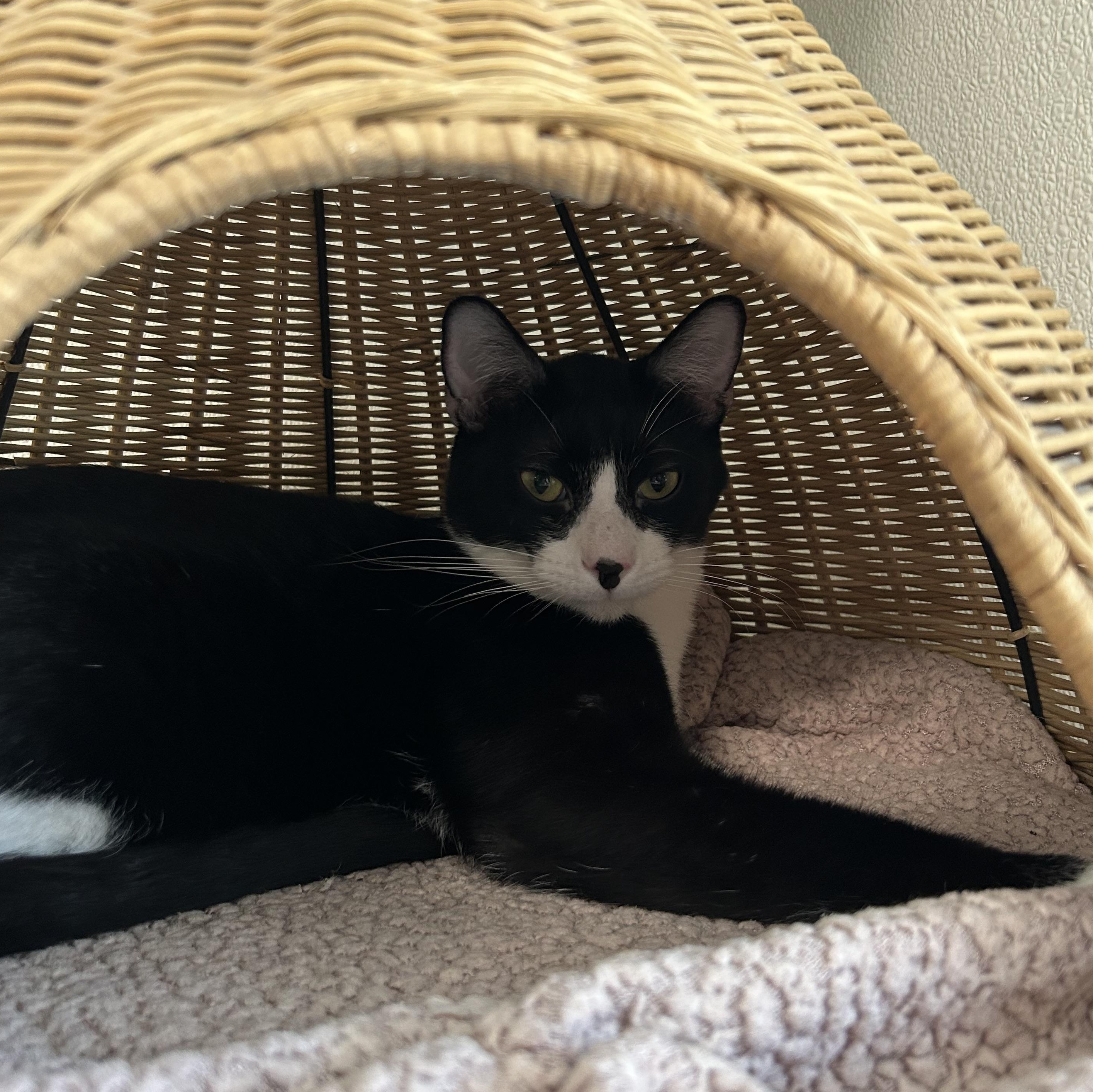 Enlarge Sylvestre, a ADOPTABLE Domestic Short Hair in El Cajon, CA image 2/2
