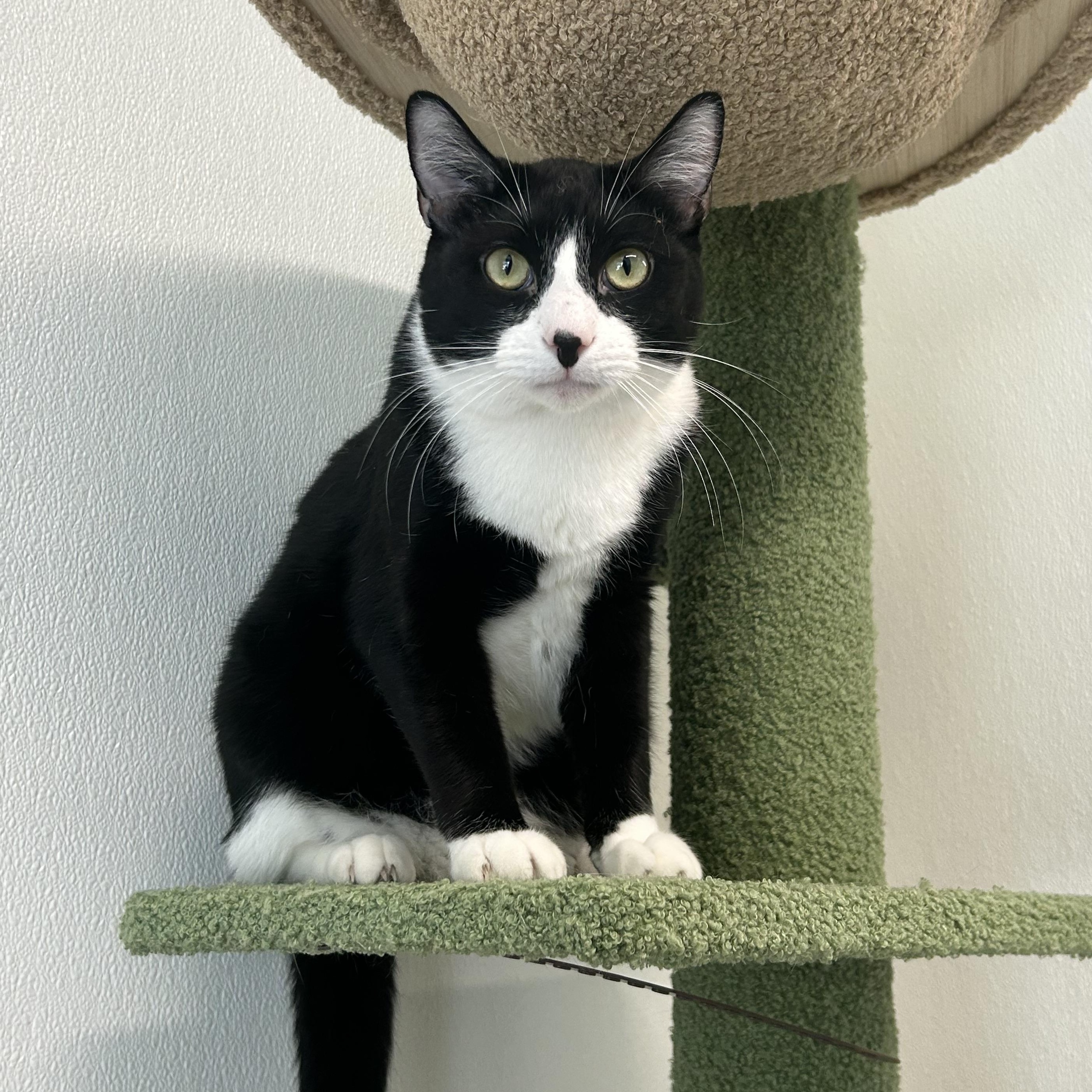 Enlarge Sylvestre, a ADOPTABLE Domestic Short Hair in El Cajon, CA image 1/2