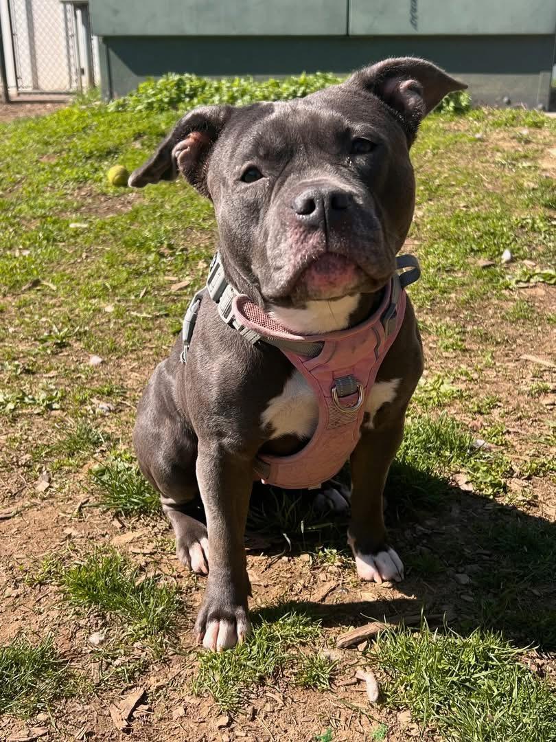 Enlarge Peep, an adopted mixed breed in Yonkers, NY image 3/3