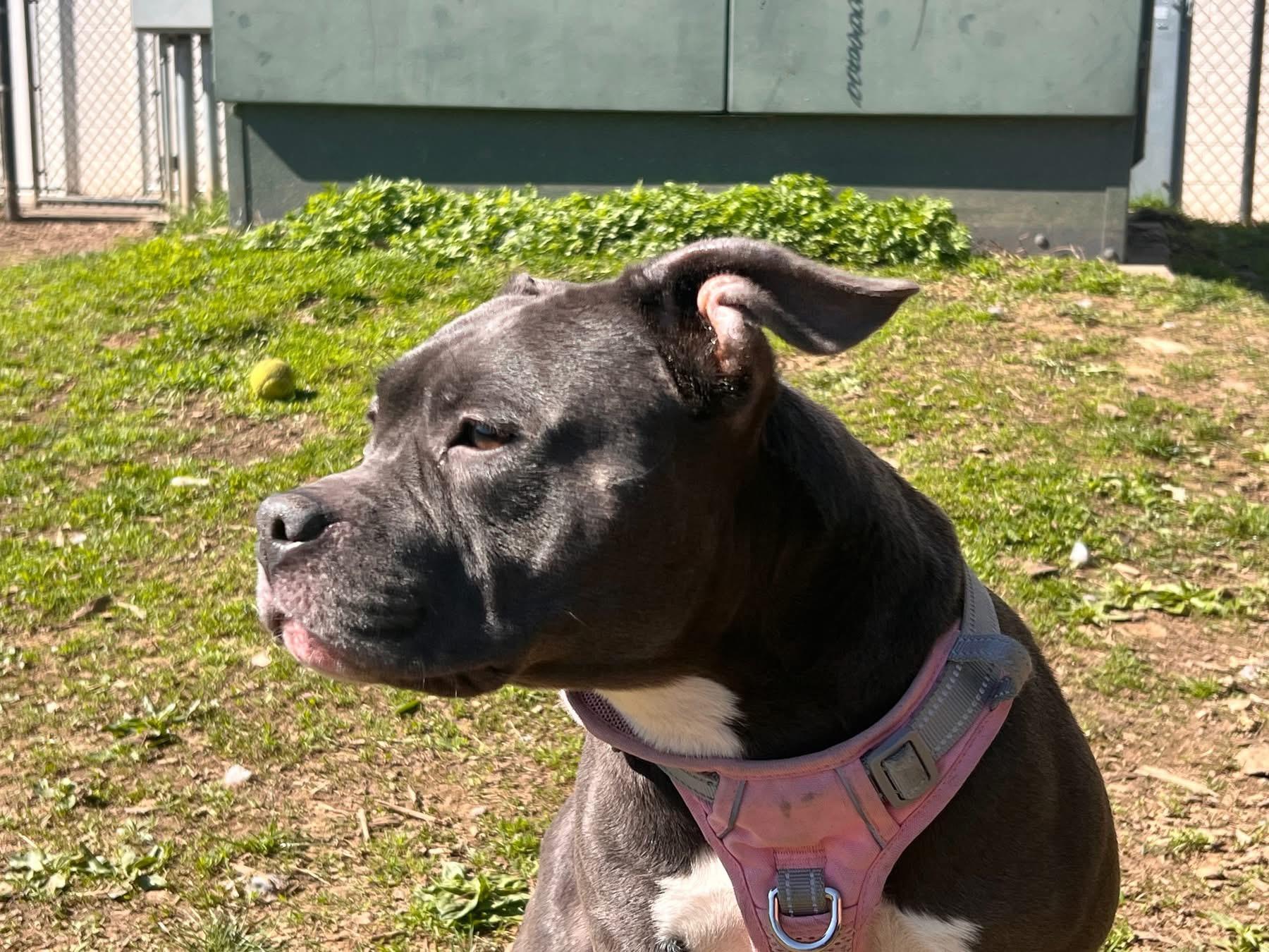 Enlarge Peep, an adopted mixed breed in Yonkers, NY image 1/3