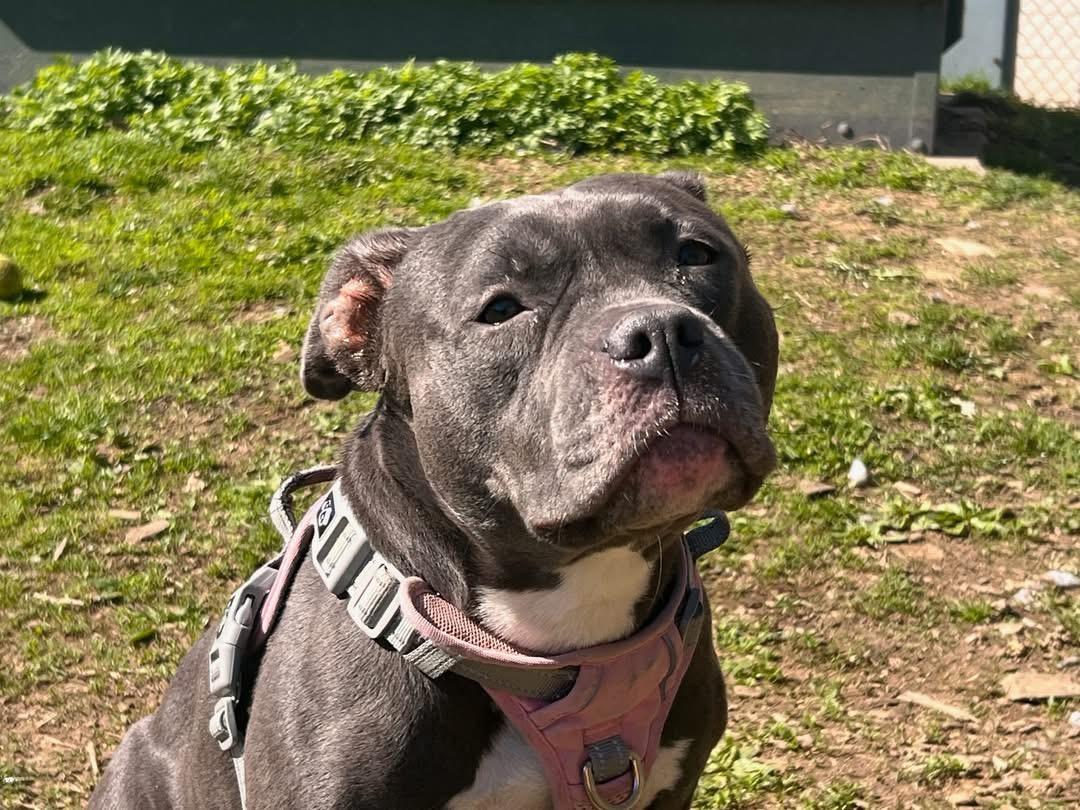 Enlarge Peep, an adopted mixed breed in Yonkers, NY image 2/3
