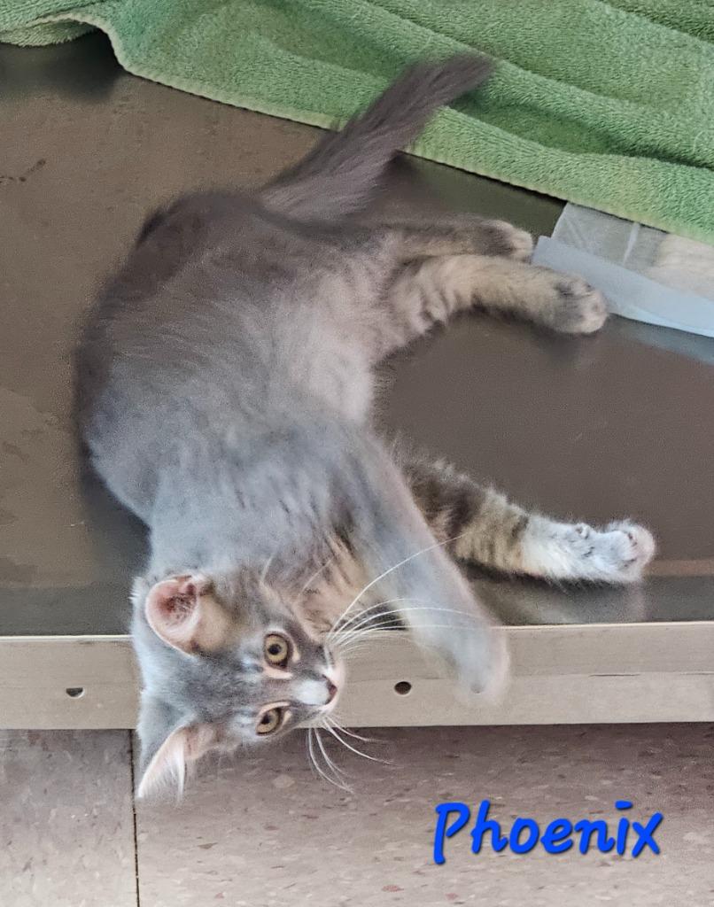 Enlarge Phoenix, a Adoptable mixed breed in Marianna, FL image 1/1