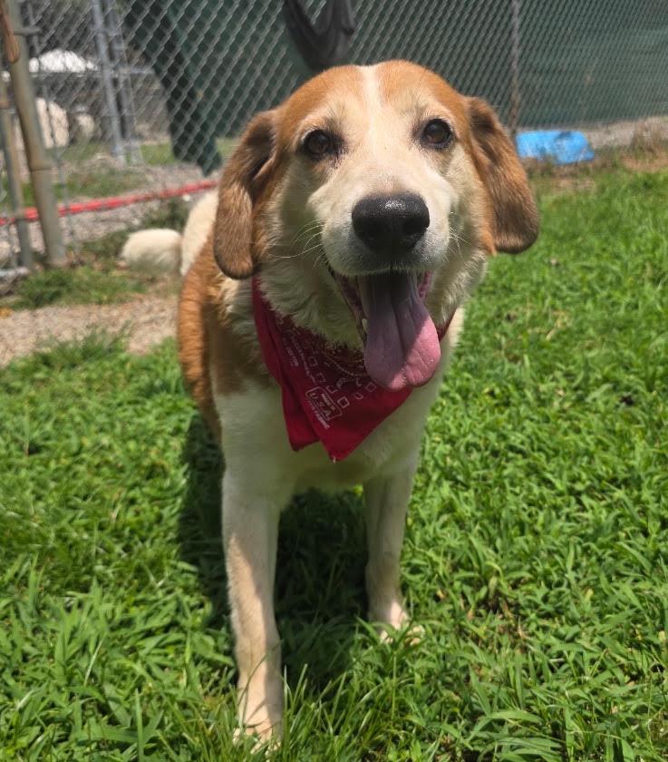 Enlarge Max (Calm, Gentle, Sweet Companion), a ADOPTABLE mixed breed in Newfoundland, PA image 3/5