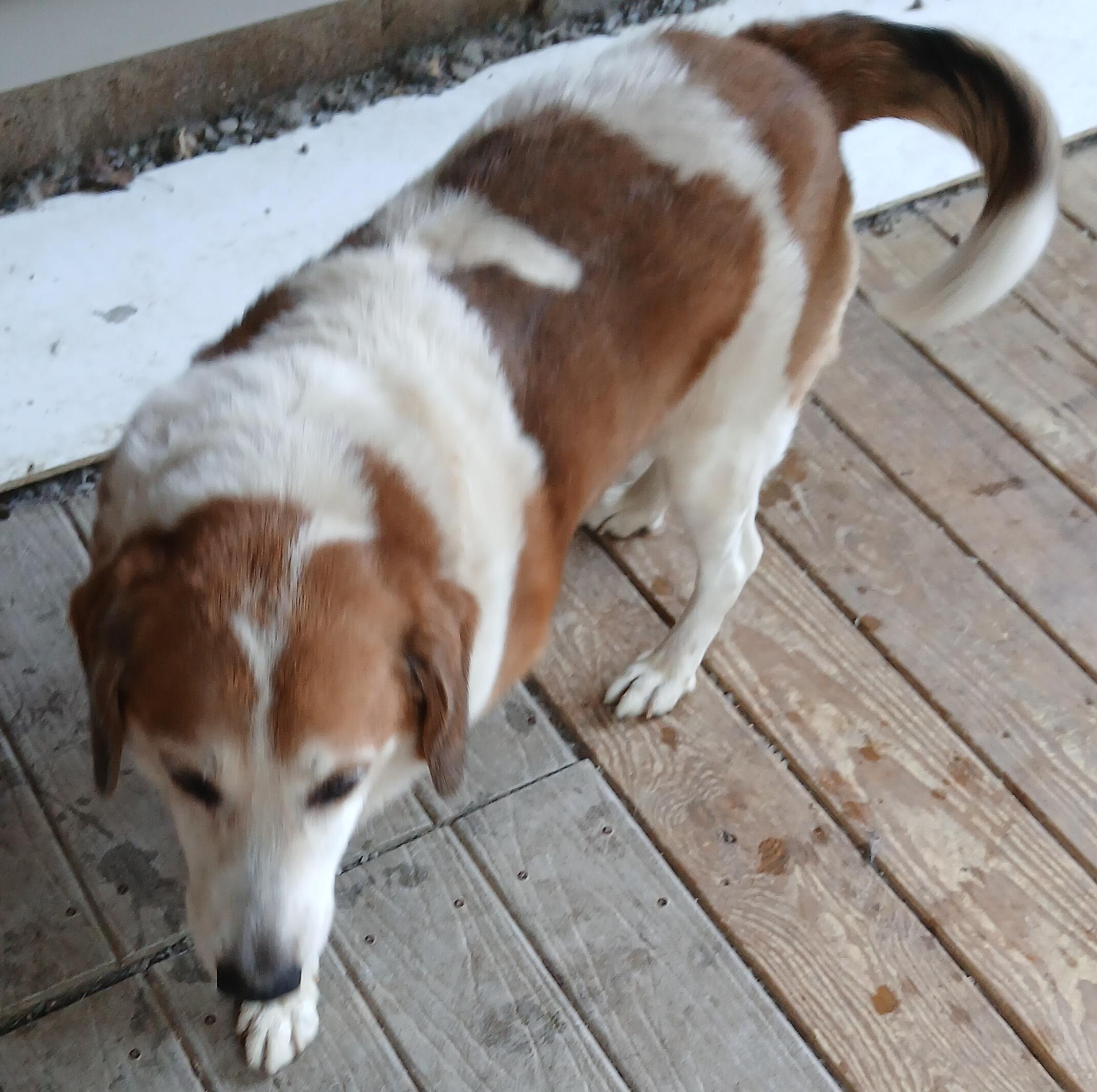 Enlarge Max (Calm, Gentle, Sweet Companion), a ADOPTABLE mixed breed in Newfoundland, PA image 2/5