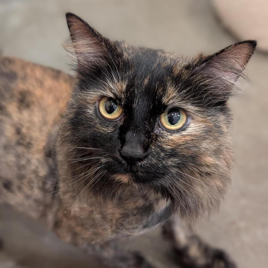 Cleo, Adoptable, Adult Female Domestic Long Hair.