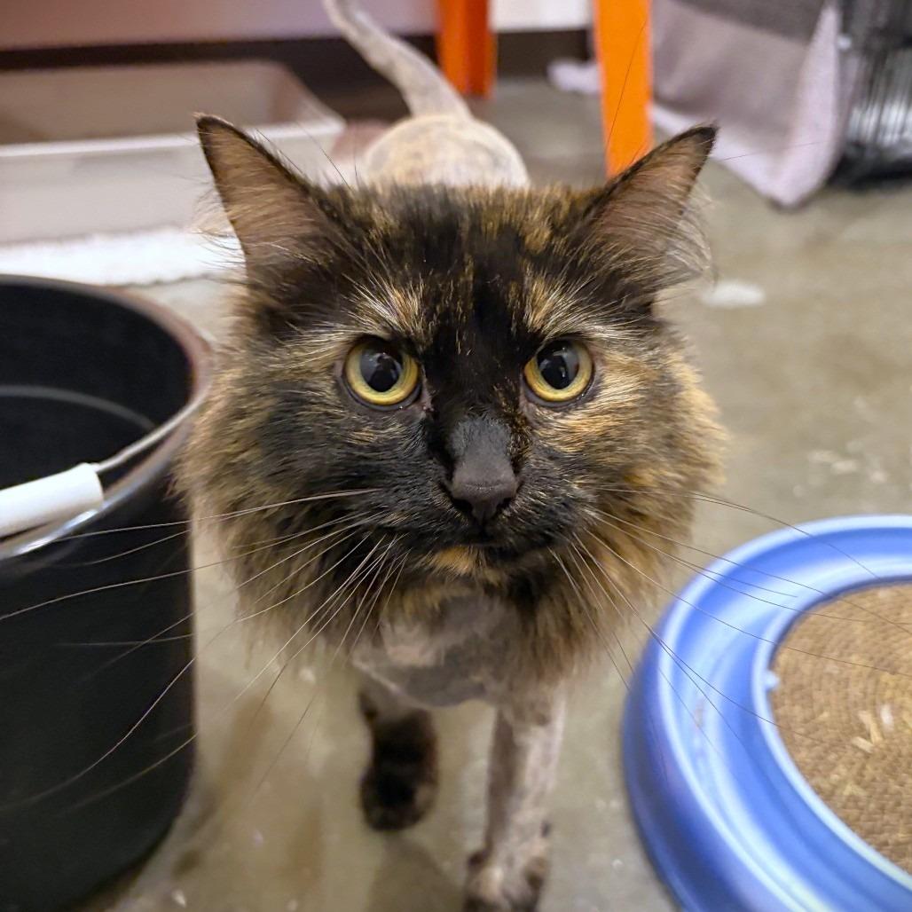 Cleo, a Adoptable Domestic Long Hair in Washington Township, OH image 2/4
