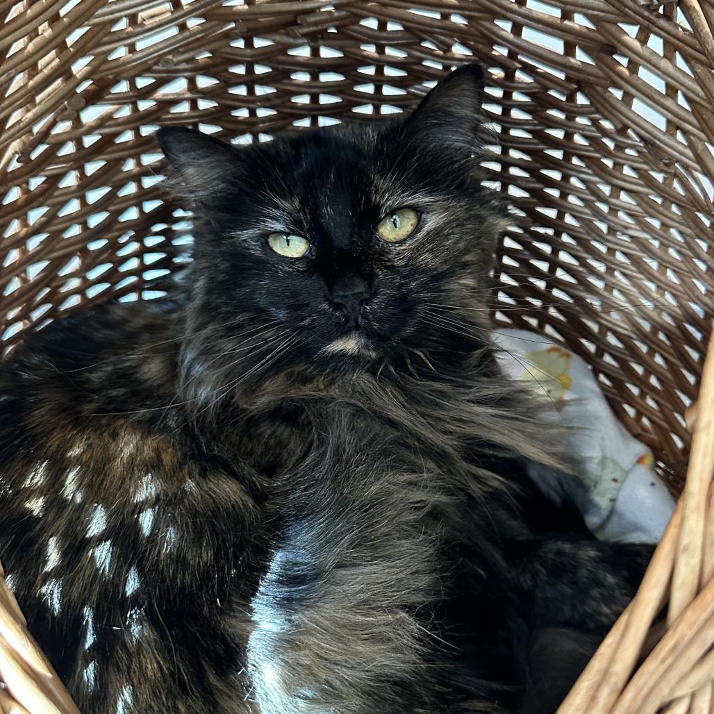 Cleo, a Adoptable Domestic Long Hair in Washington Township, OH image 3/4