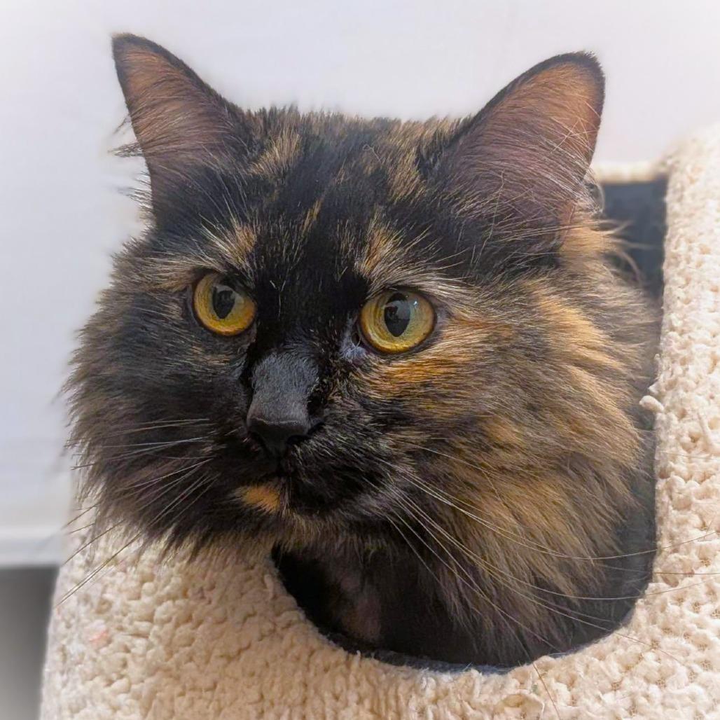 Cleo, a Adoptable Domestic Long Hair in Washington Township, OH image 4/4