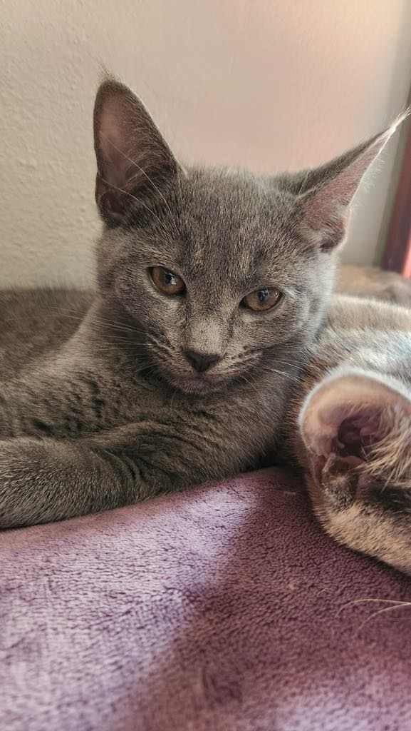 Cat for adoption Mace, a Domestic Short Hair in Belchertown, MA