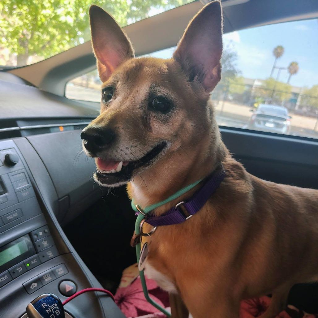Enlarge Nutmeg, a Adoptable Chihuahua in Ramona, CA image 2/6