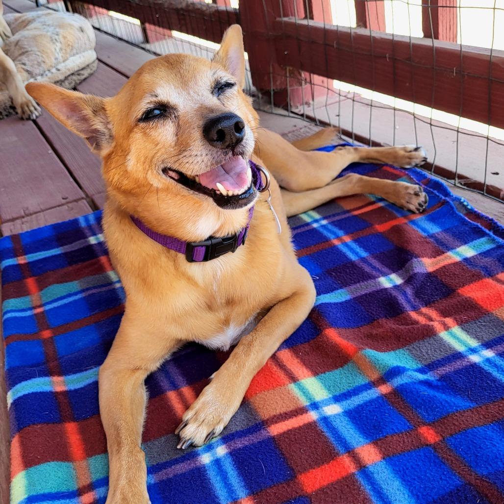 Enlarge Nutmeg, a Adoptable Chihuahua in Ramona, CA image 5/6