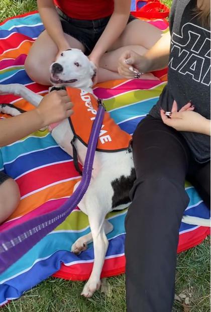 Avril, Adoptable, Puppy Female Pit Bull Terrier & Mixed Breed.