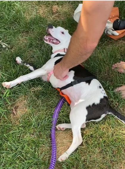 Enlarge Avril, a Adoptable mixed breed in Washington, DC image 2/3