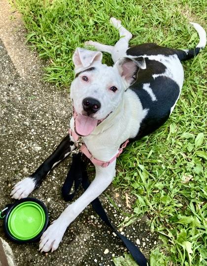 Enlarge Avril, a Adoptable mixed breed in Washington, DC image 3/3