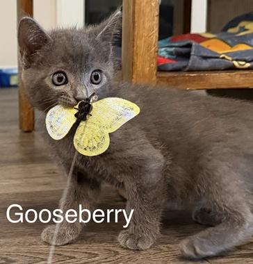 Enlarge Gooseberry W, an adopted Domestic Short Hair in Fair Oaks, CA image 2/3