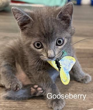 Enlarge Gooseberry W, an adopted Domestic Short Hair in Fair Oaks, CA image 3/3