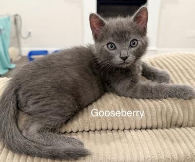 Enlarge Gooseberry W, an adopted Domestic Short Hair in Fair Oaks, CA image 1/3